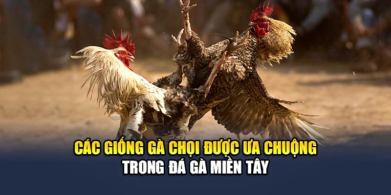 Đá Gà Miền Tây - Tìm Hiểu Hình Thức Giải Trí Kịch Tính 2 Các giống gà chọi được ưa chuộng trong đá gà miền Tây