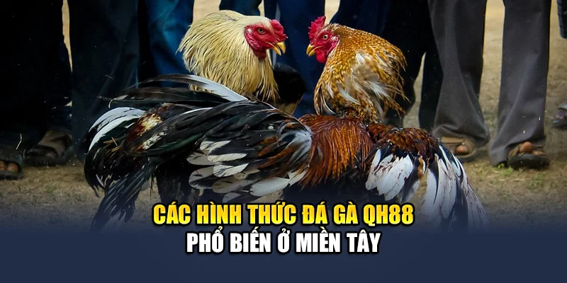 Đá Gà Miền Tây - Tìm Hiểu Hình Thức Giải Trí Kịch Tính 3 Các hình thức đá gà QH88 phổ biến ở miền Tây