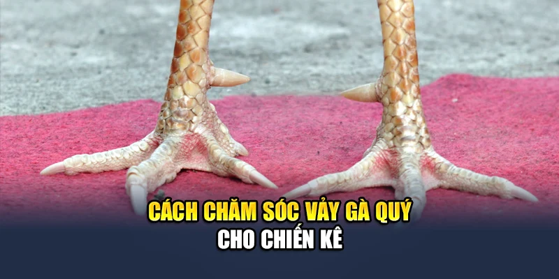 Khám Phá Các Loại Vảy Gà Quý Được Săn Đón Tại QH88 3 Cách chăm sóc vảy gà quý cho chiến kê