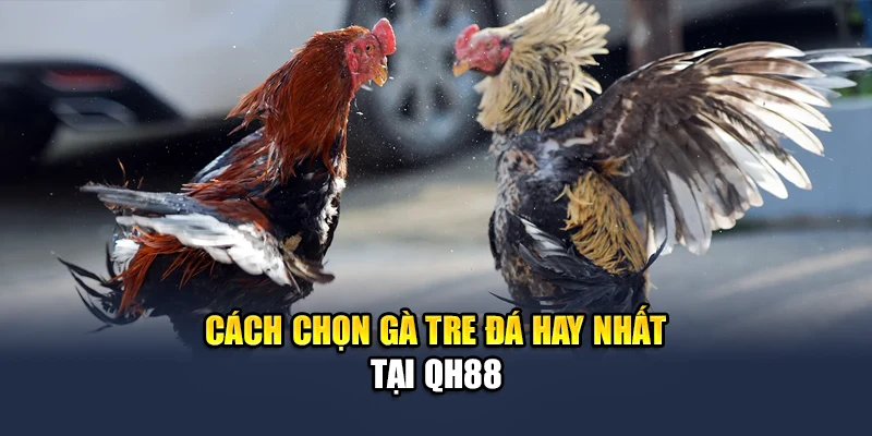 Cách chọn gà tre đá hay nhất tại QH88