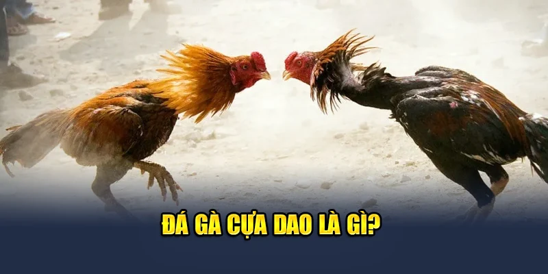 Đá Gà Cựa Dao QH88 - Trải Nghiệm Các Trận Đấu Kịch Tính Từng Phút 1 Đá gà cựa dao là gì?