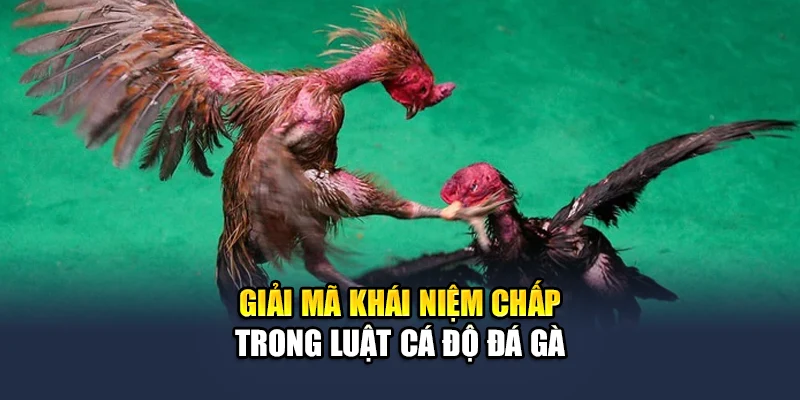Tổng Hợp Luật Cá Độ Đá Gà Trực Tuyến Cho Người Mới 3 Giải mã khái niệm chấp trong luật cá độ đá gà