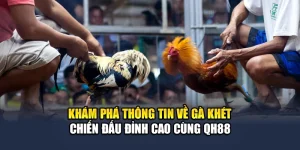 Khám Phá Thông Tin Về Gà Khét Chiến Đấu Đỉnh Cao Cùng QH88