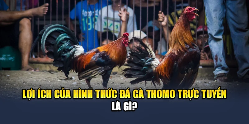 Tổng Hợp Luật Đá Gà Thomo Dành Cho Những Ai Chưa Biết 3 Lợi ích của hình thức đá gà Thomo trực tuyến là gì?