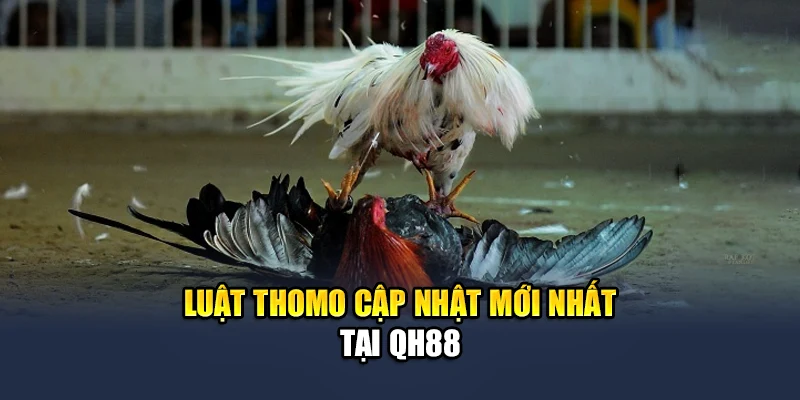 Tổng Hợp Luật Đá Gà Thomo Dành Cho Những Ai Chưa Biết 2 Luật Thomo cập nhật mới nhất tại QH88