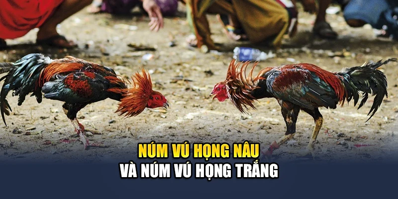 Núm vú họng nâu và núm vú họng trắng