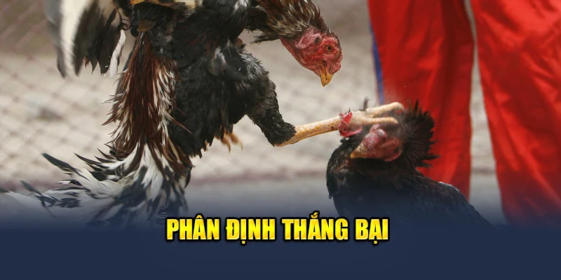 Tổng Hợp Luật Cá Độ Đá Gà Trực Tuyến Cho Người Mới 2 Phân định thắng bại