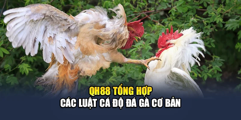 Tổng Hợp Luật Cá Độ Đá Gà Trực Tuyến Cho Người Mới 1 QH88 tổng hợp các luật cá độ đá gà cơ bản