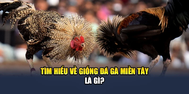Đá Gà Miền Tây - Tìm Hiểu Hình Thức Giải Trí Kịch Tính 1 Tìm hiểu về giống đá gà miền Tây là gì?