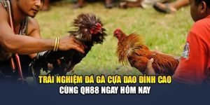 Trải Nghiệm Đá Gà Cựa Dao Đỉnh Cao Cùng QH88 Ngay Hôm Nay